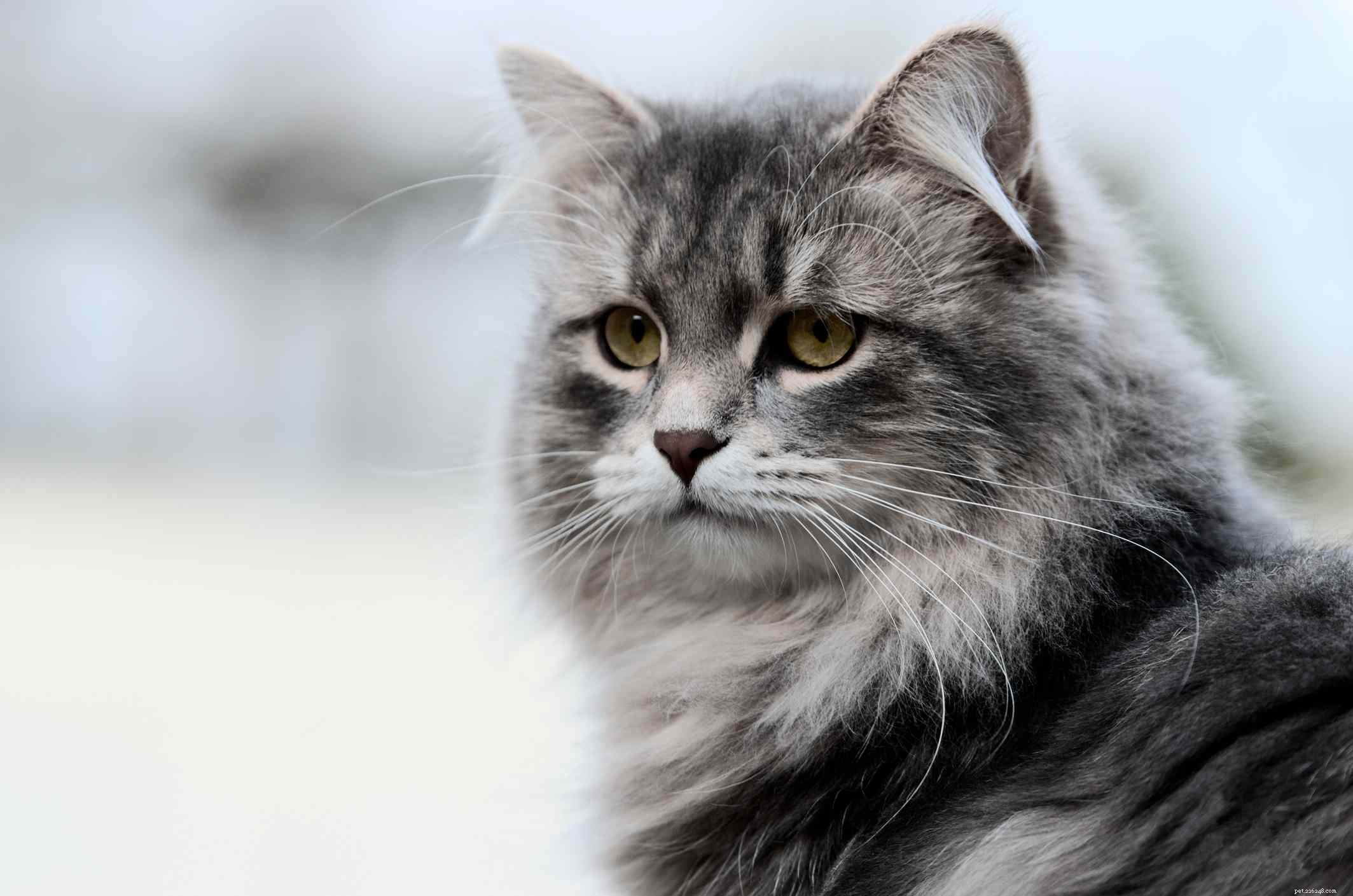 10 migliori razze di gatti russi