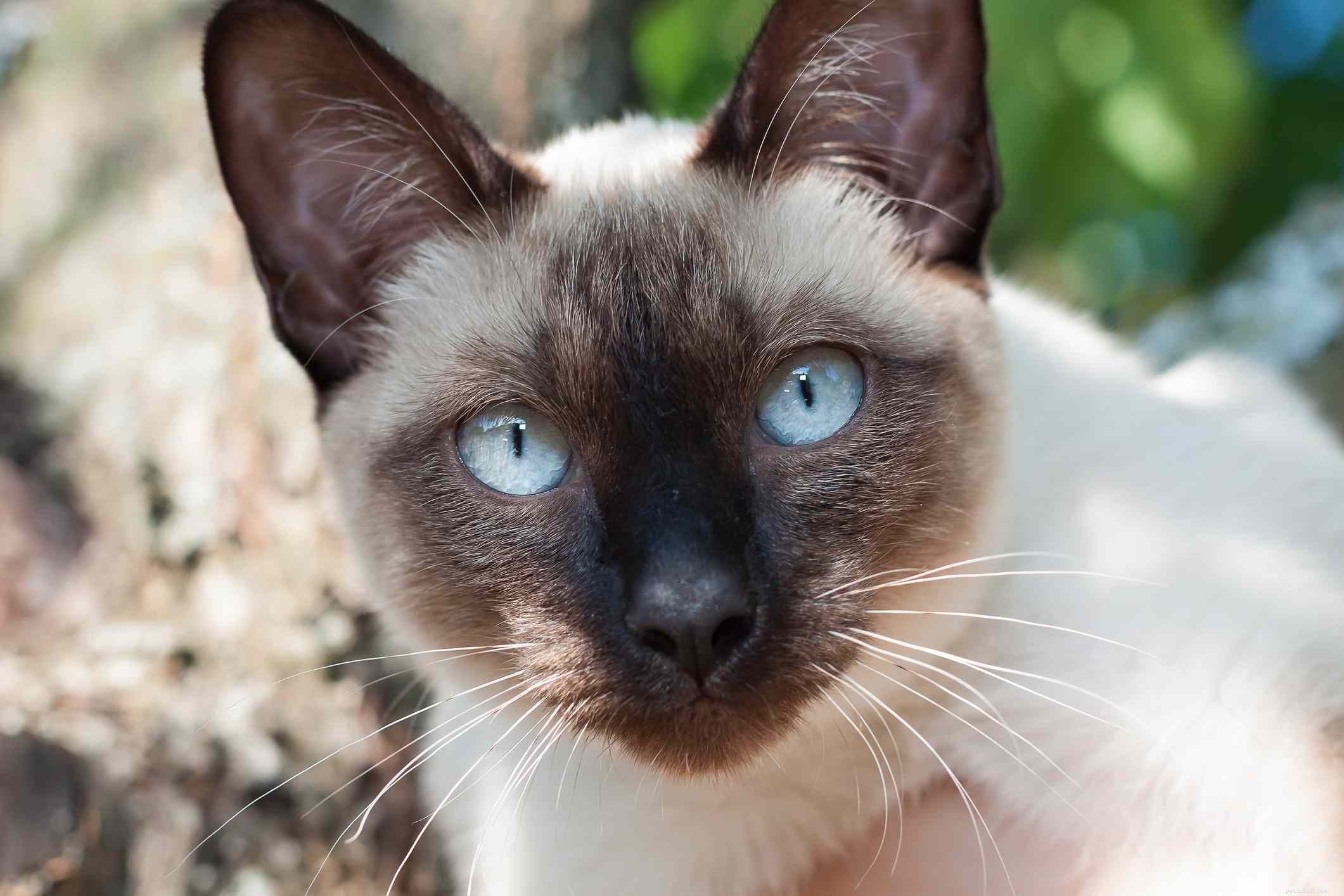 러시아 최고의 고양이 품종 10가지