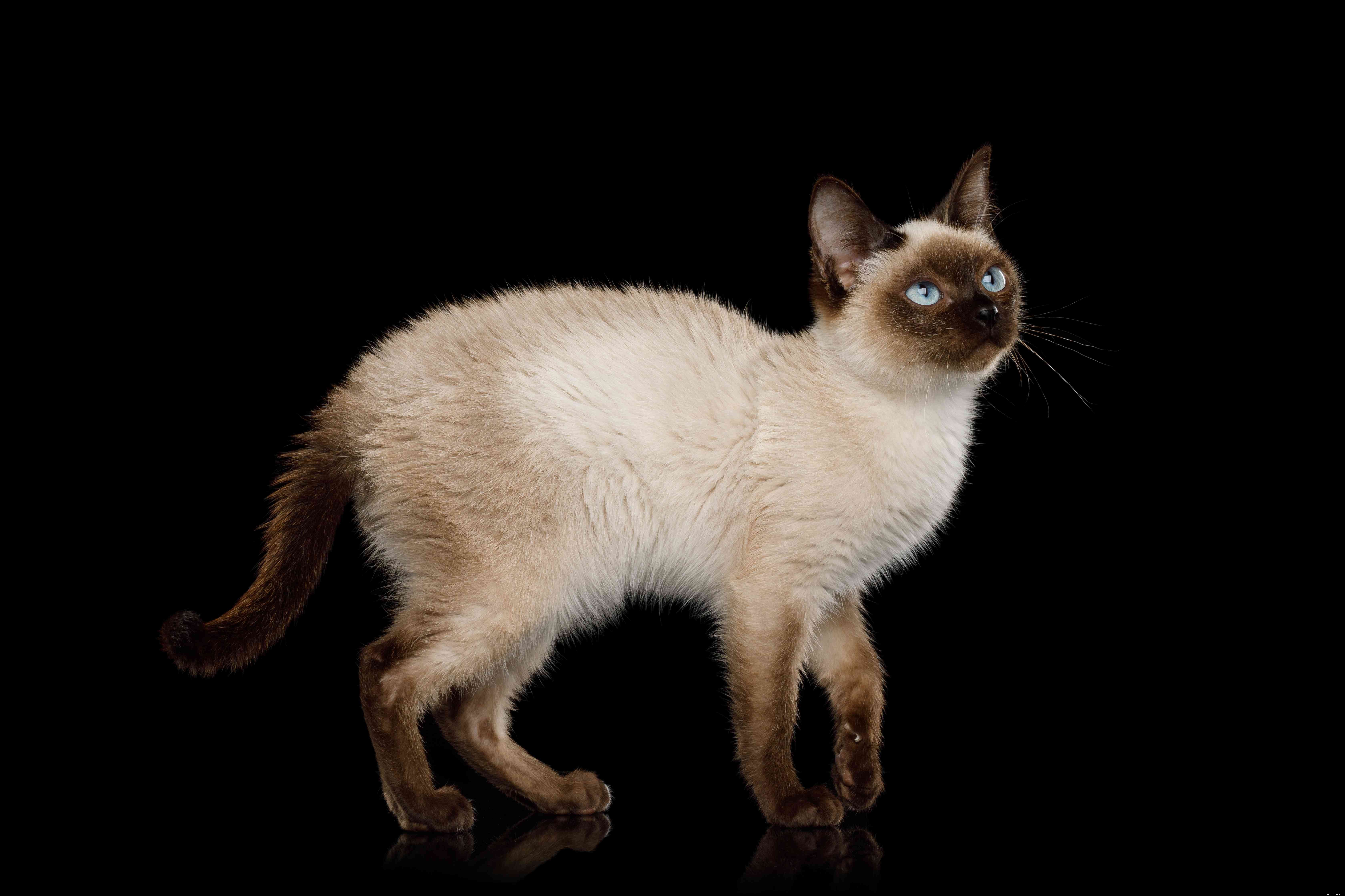 10の最高のロシアの猫の品種 