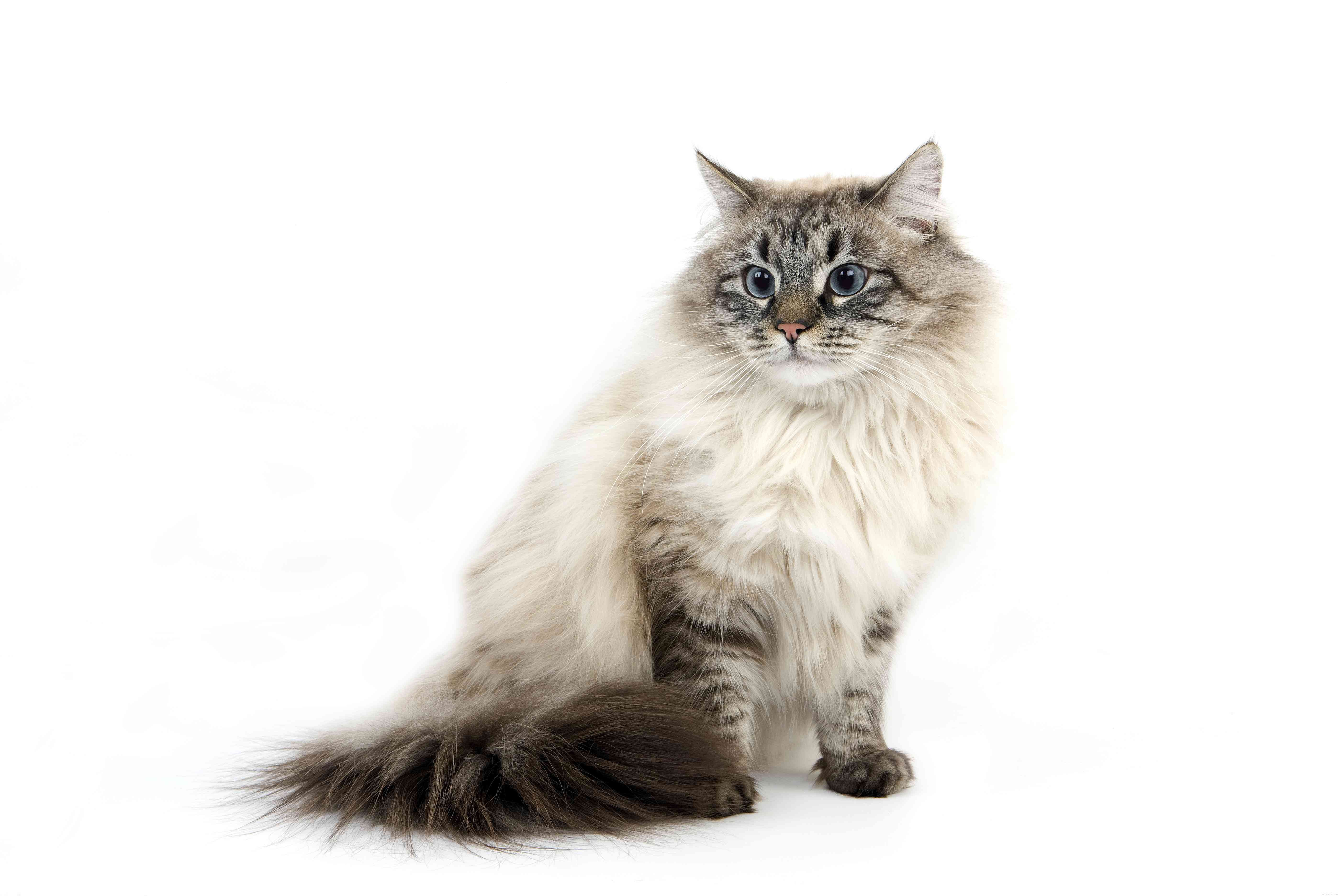 10の最高のロシアの猫の品種 