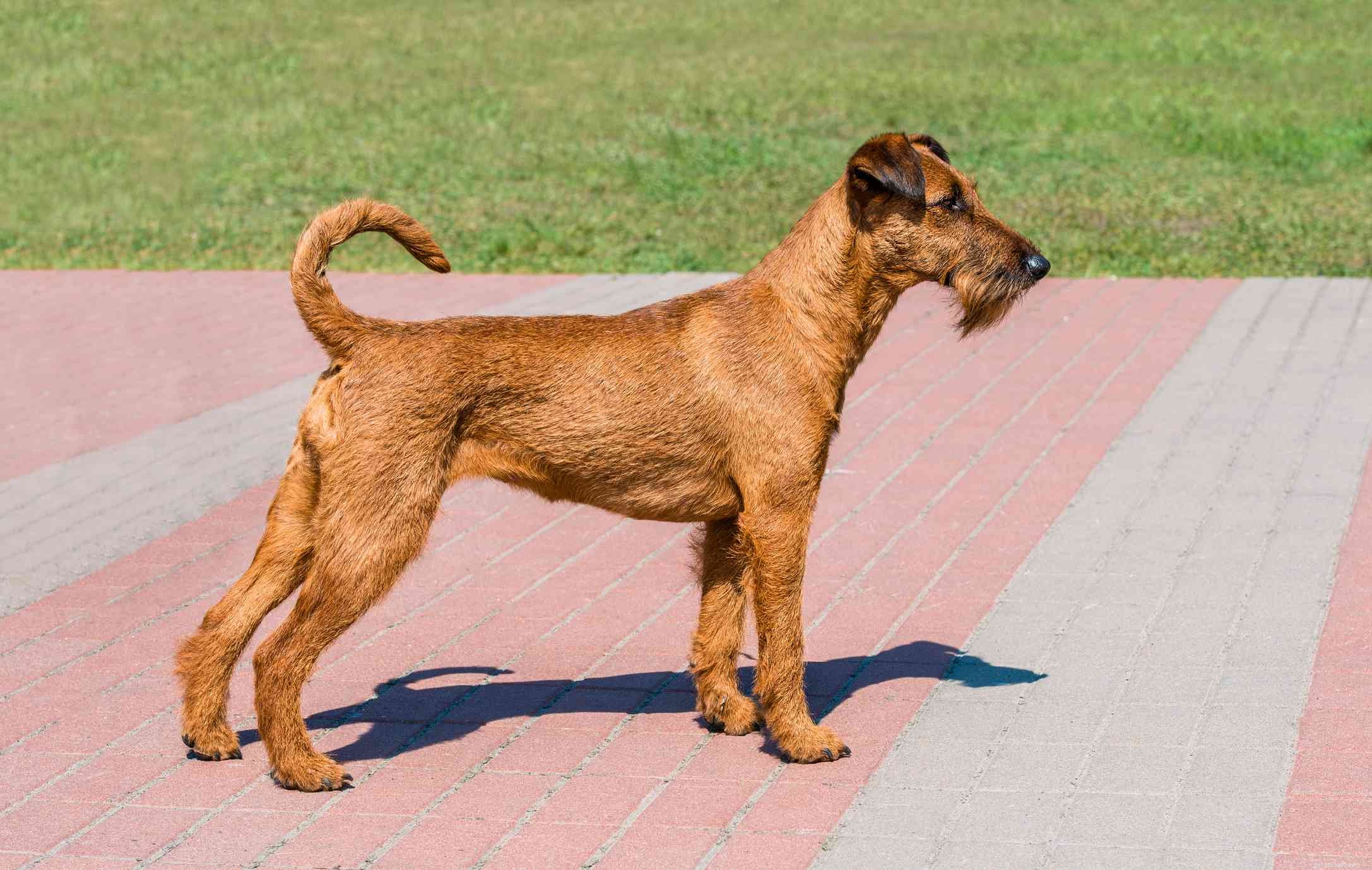 16 röda hundraser som väcker huvudena