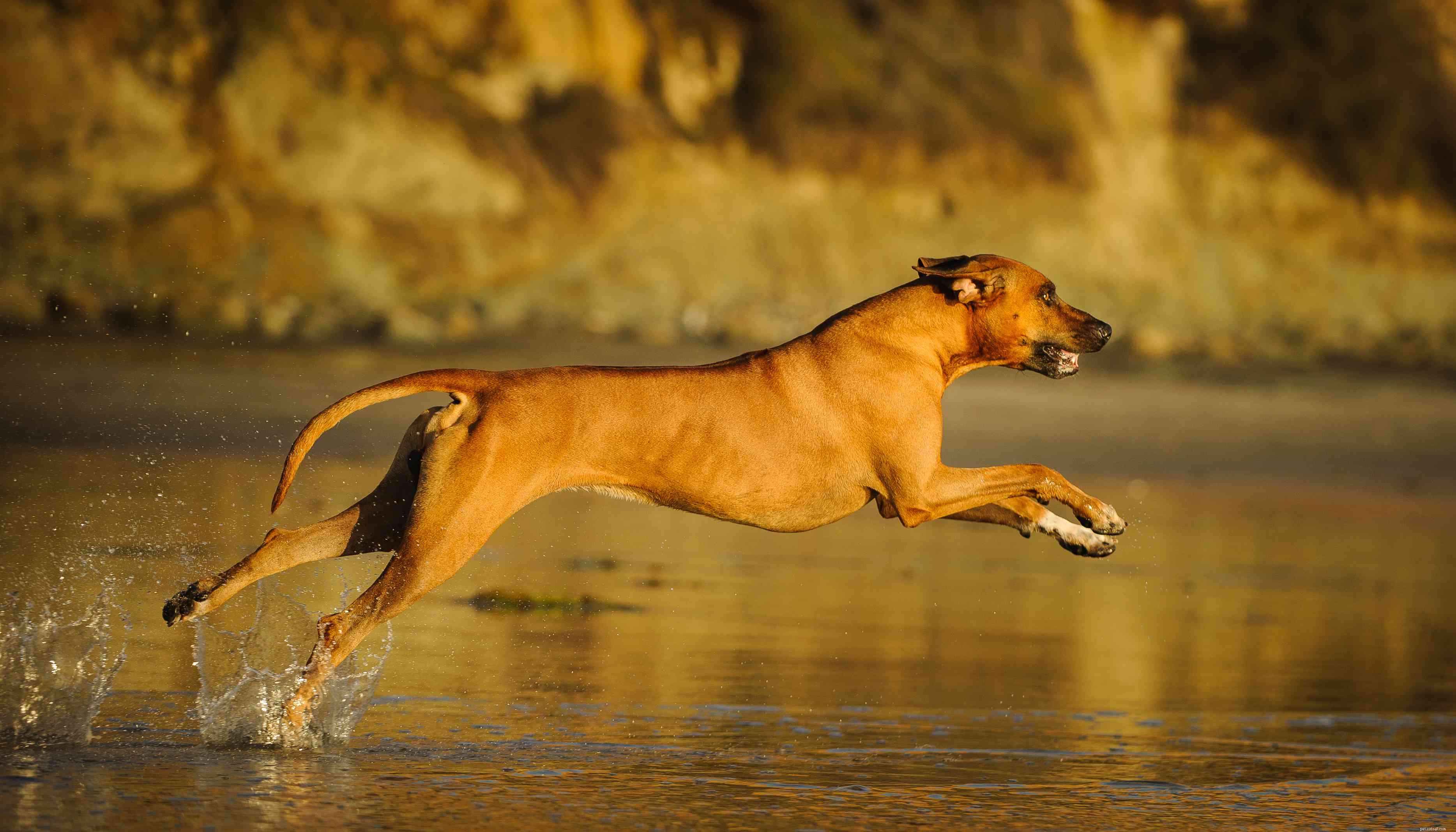 16 raças de cães vermelhos que chamam a atenção