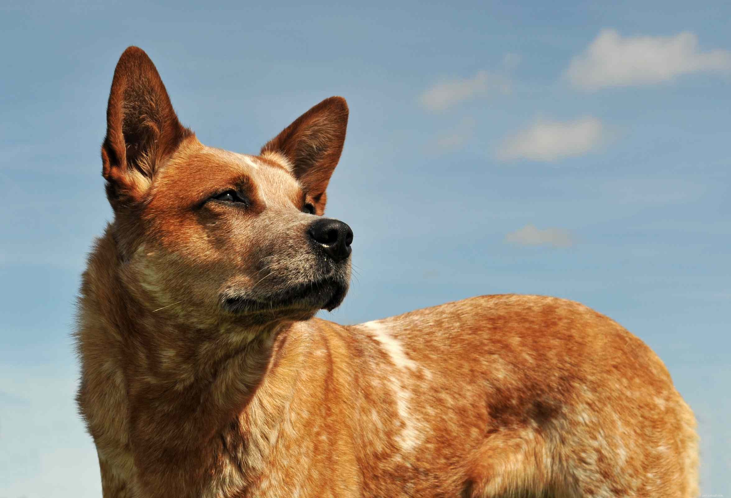 16 plemen červených psů, která otáčí hlavu