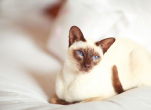 10 nejlepších koček s velkýma ušima