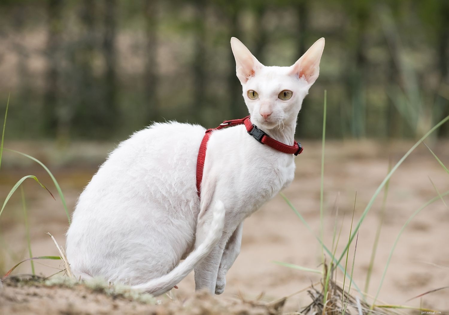 10 nejlepších koček s velkýma ušima