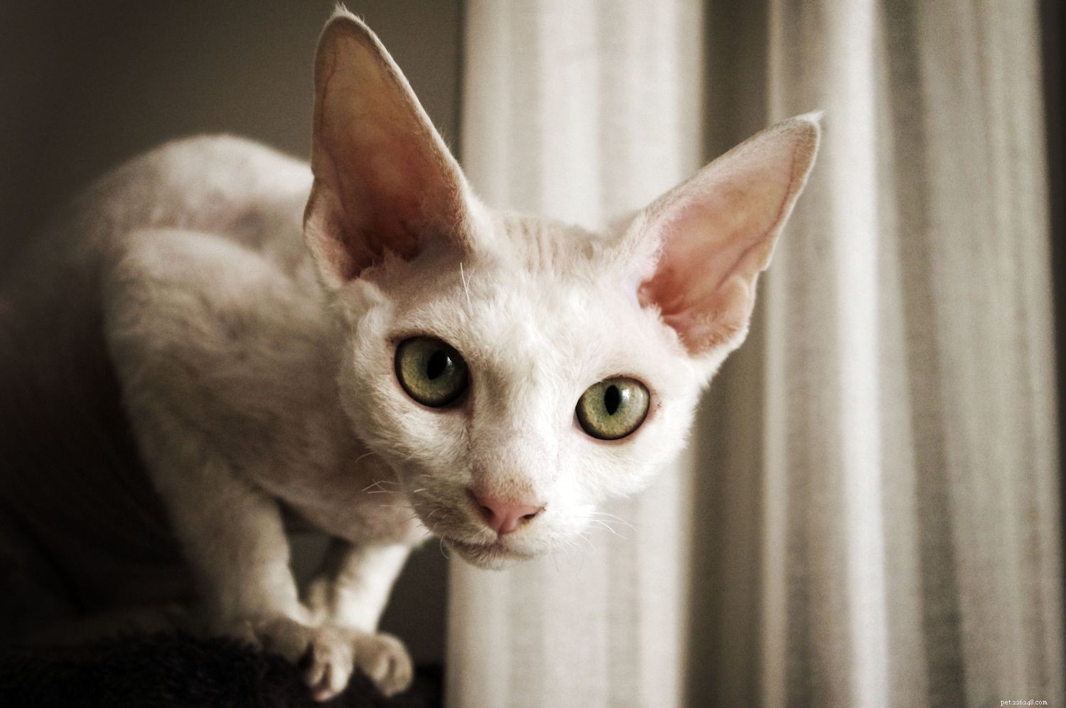 10 bästa katter med stora öron