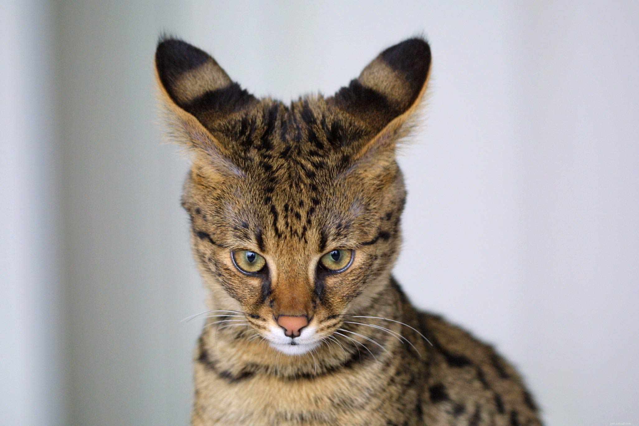 10 beste katten met grote oren