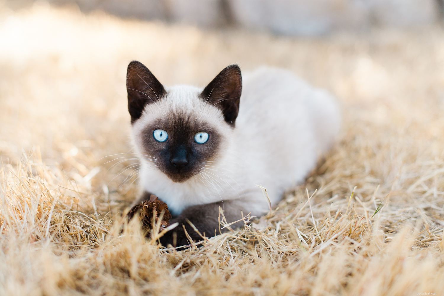 10 bästa katter med stora öron