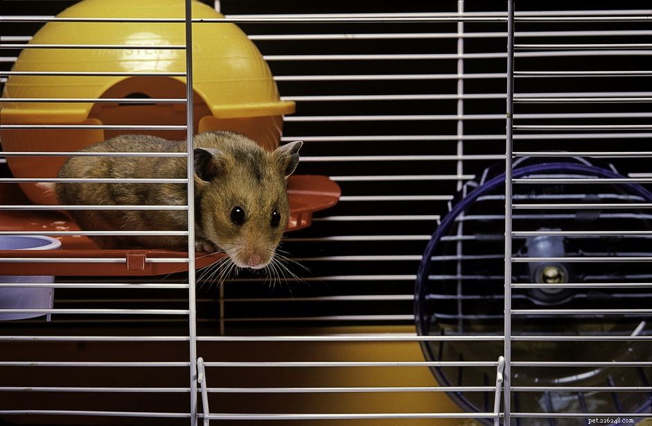 Como limpar a gaiola do seu hamster de estimação