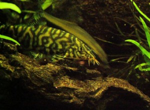 Perfil da espécie de peixe Yoyo Loach