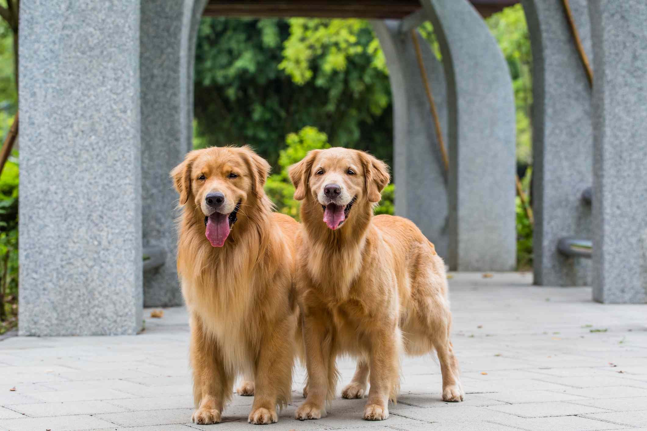 10 melhores raças de cães grandes para famílias