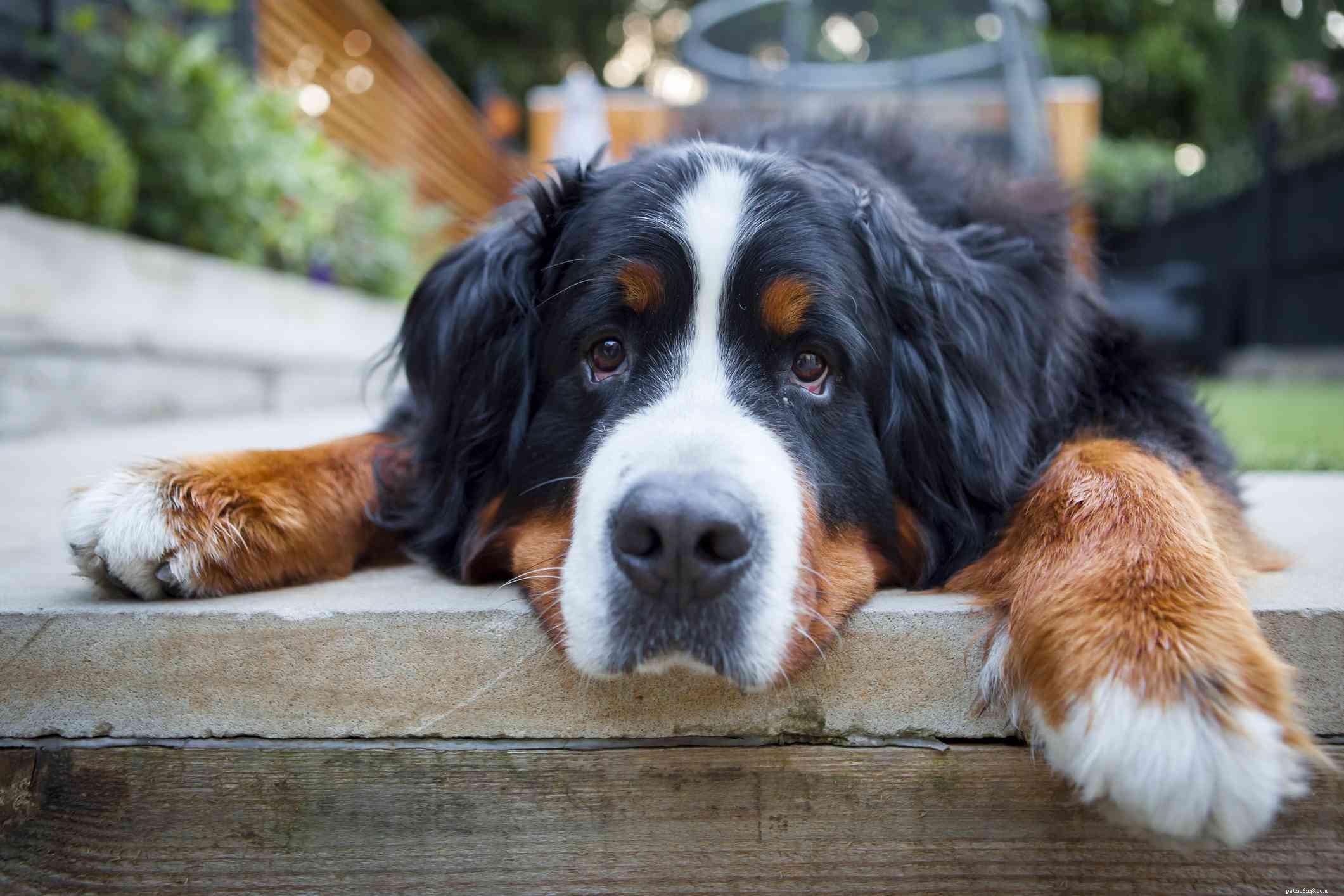 10 beste grote hondenrassen voor gezinnen
