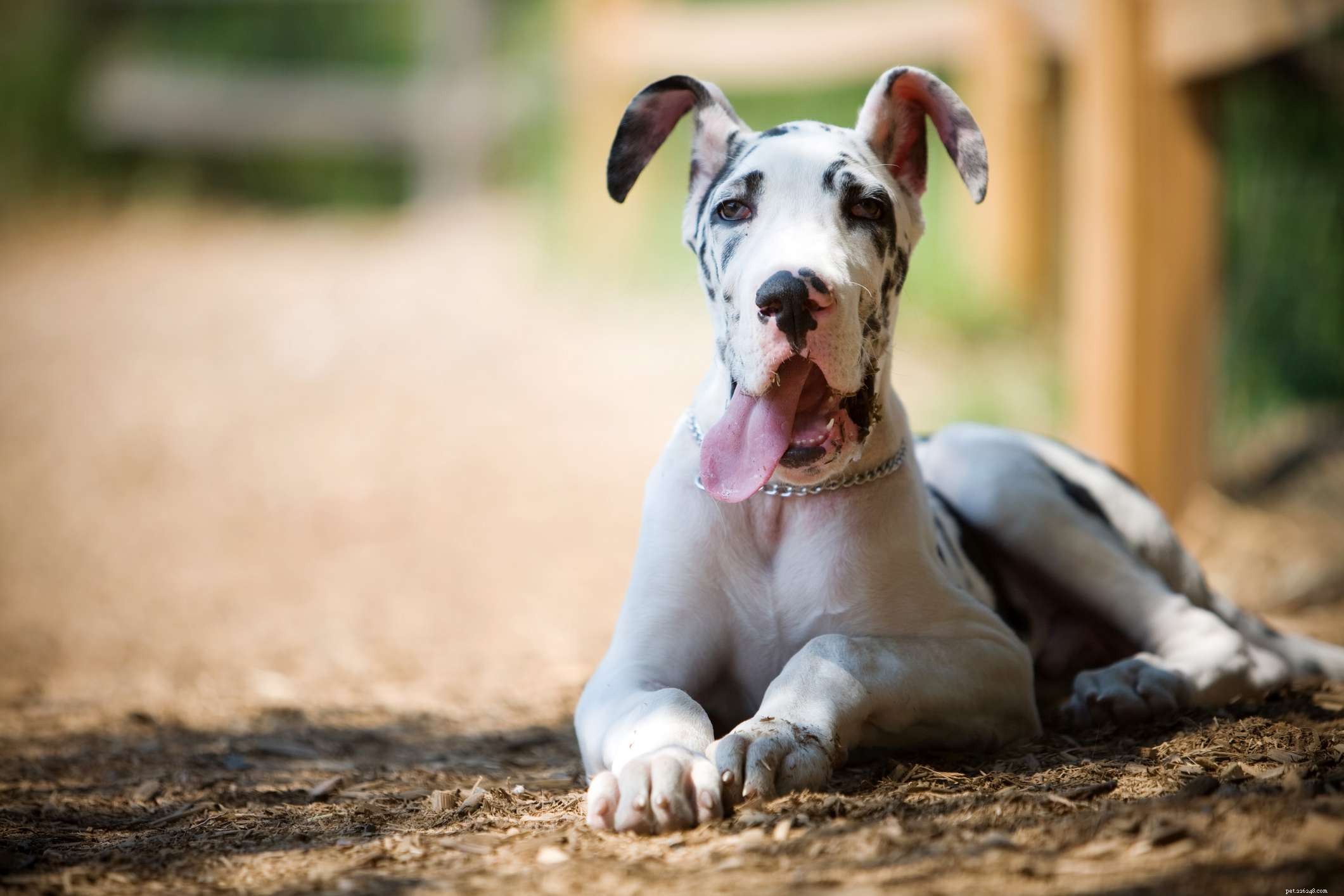 10 meilleures races de chiens de grande taille pour les familles