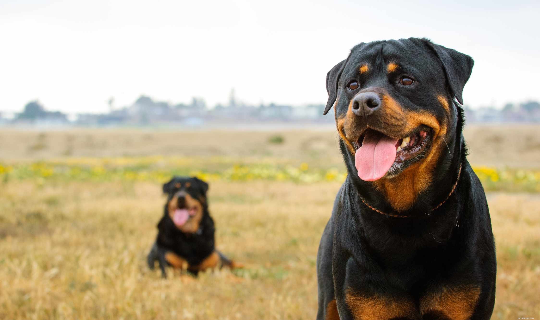 10 beste grote hondenrassen voor gezinnen