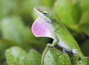 Anole zelená:Profil druhu