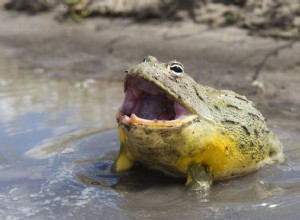 Africká žába býčí:Profil druhu