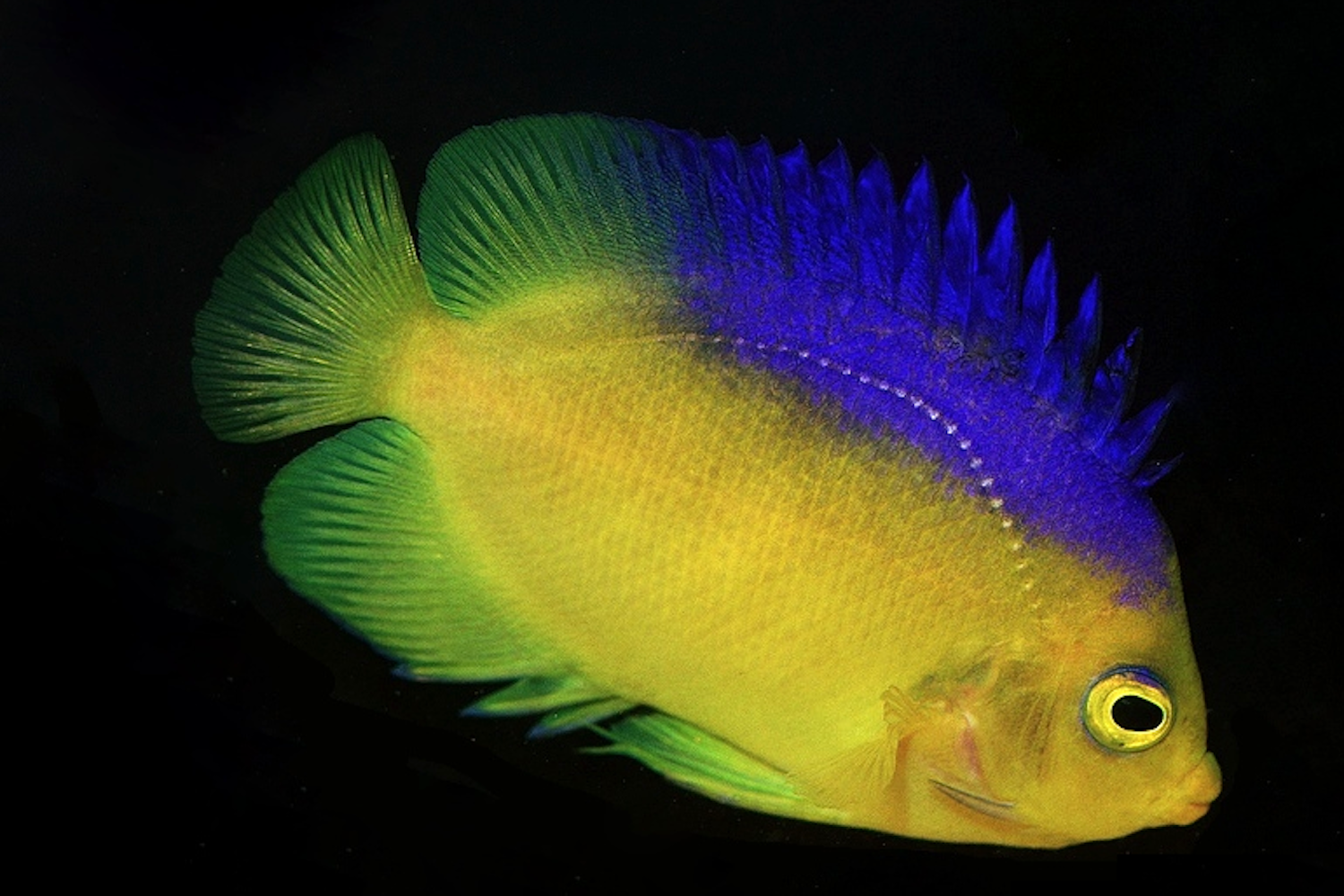 Самая уникальная и редкая морская аквариумная рыба