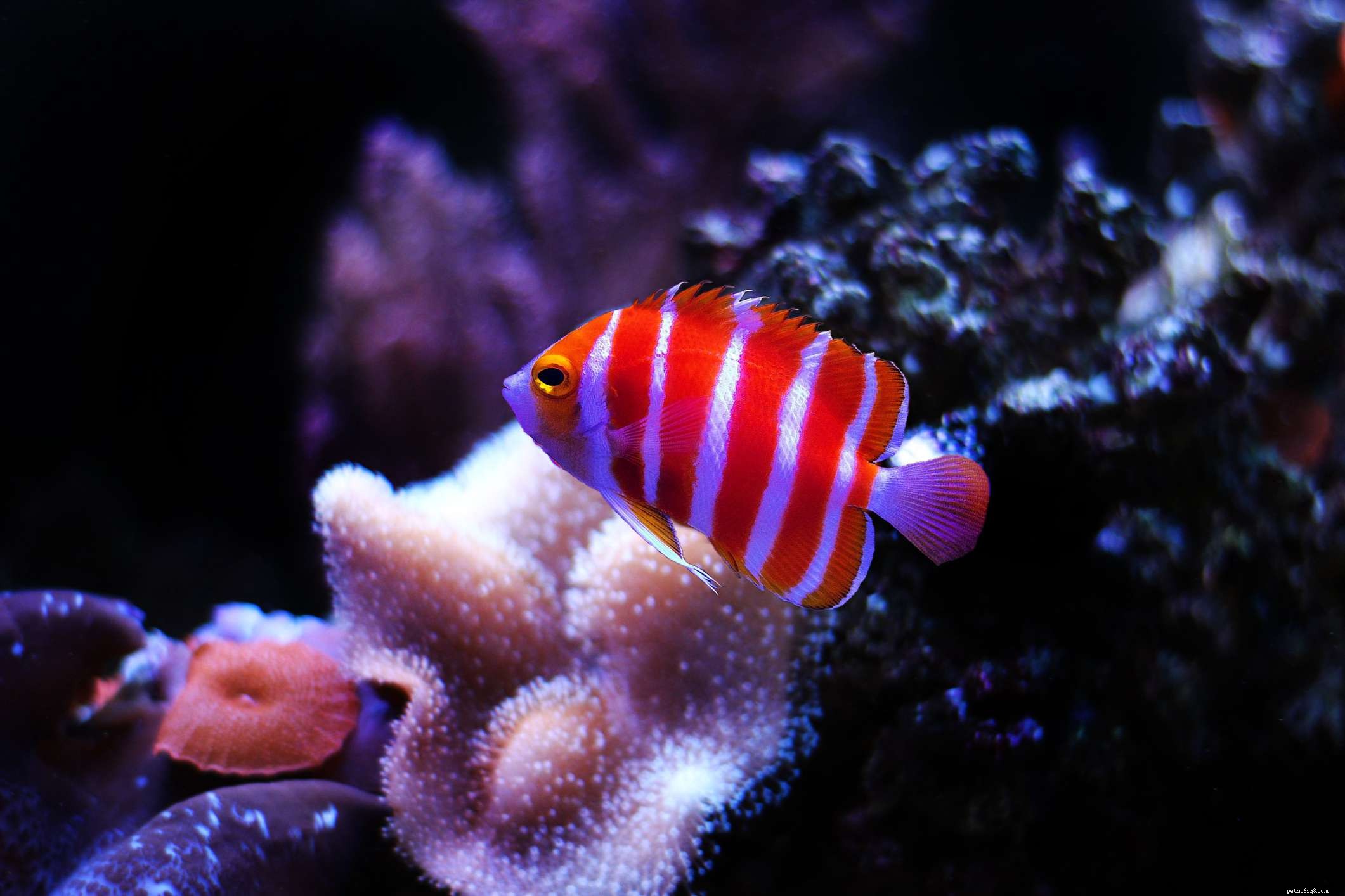 Les poissons d aquarium d eau salée les plus uniques et les plus rares