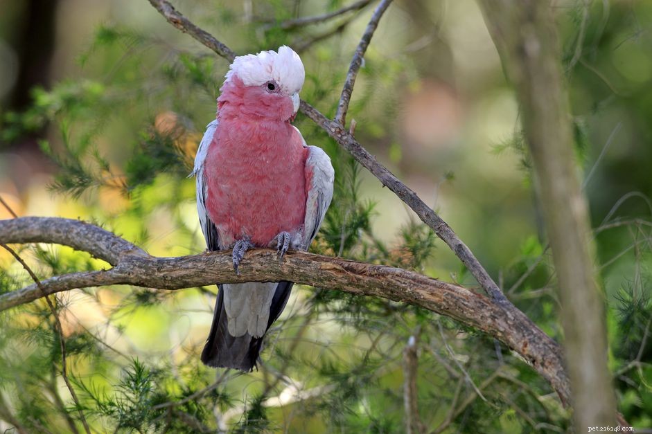 Cacatoès à poitrine rose :profil d espèce d oiseau