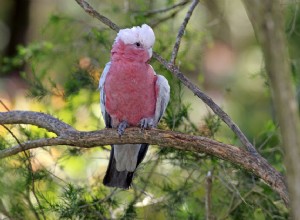 Cacatua Galah (de peito rosa):perfil de espécies de aves