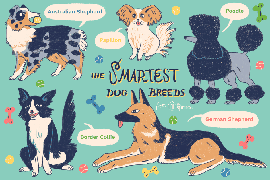 10 des races de chiens les plus intelligentes