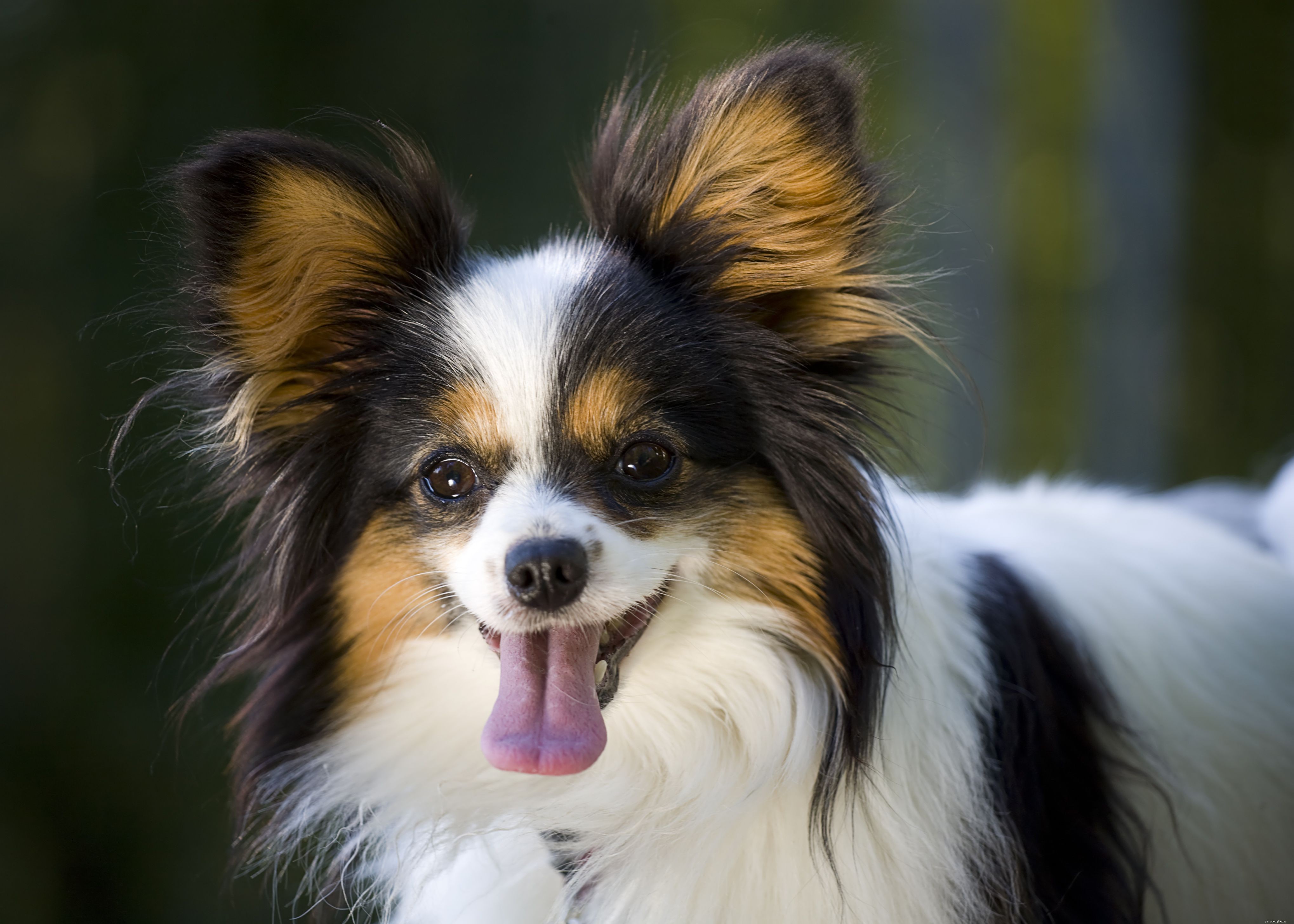 10 самых умных пород собак