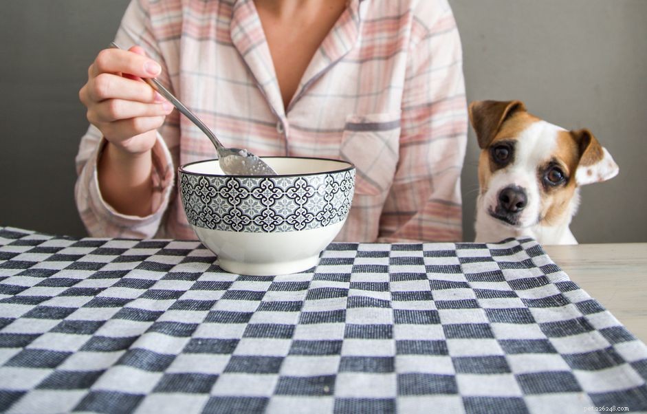 Mohou psi jíst quinou?