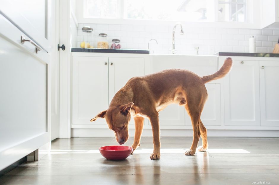 I cani possono mangiare i gamberetti?