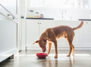 개는 새우를 먹을 수 있습니까?