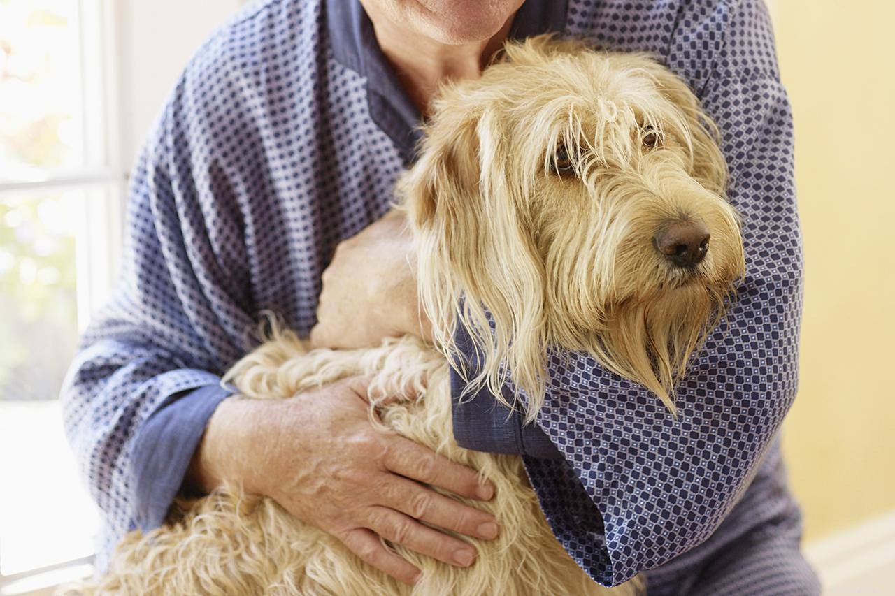 9 zdravotních problémů pozorovaných u starších psů