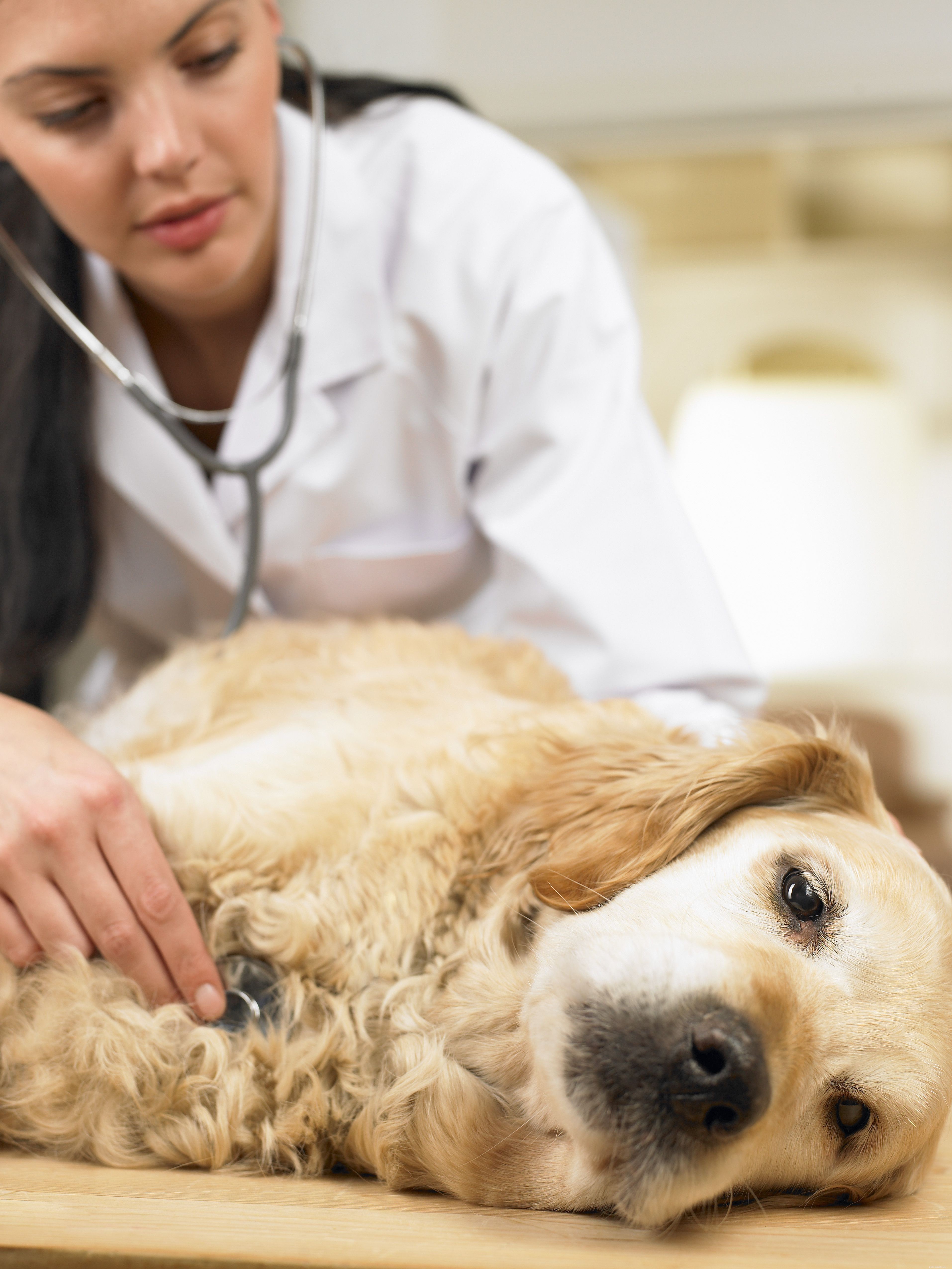 9 problemas de saúde observados em cães idosos