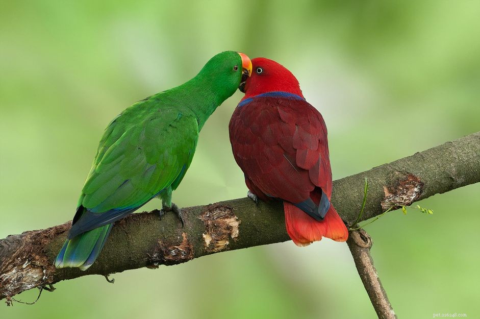 Попугай эклектус:характеристики видов птиц и уход за ними
