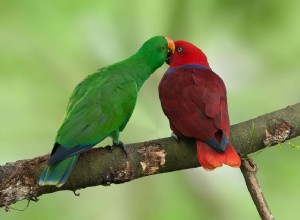 Eclectus Parrot:조류 종의 특성 및 관리