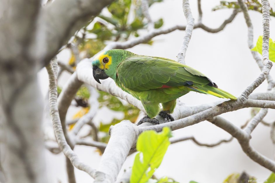 Синелобый амазонский попугай:профиль видов птиц 