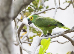 Papagaio-da-Amazônia:Perfil da espécie de pássaro