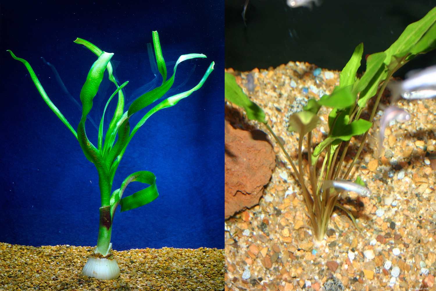 Usando plantas vivas em seu aquário doméstico