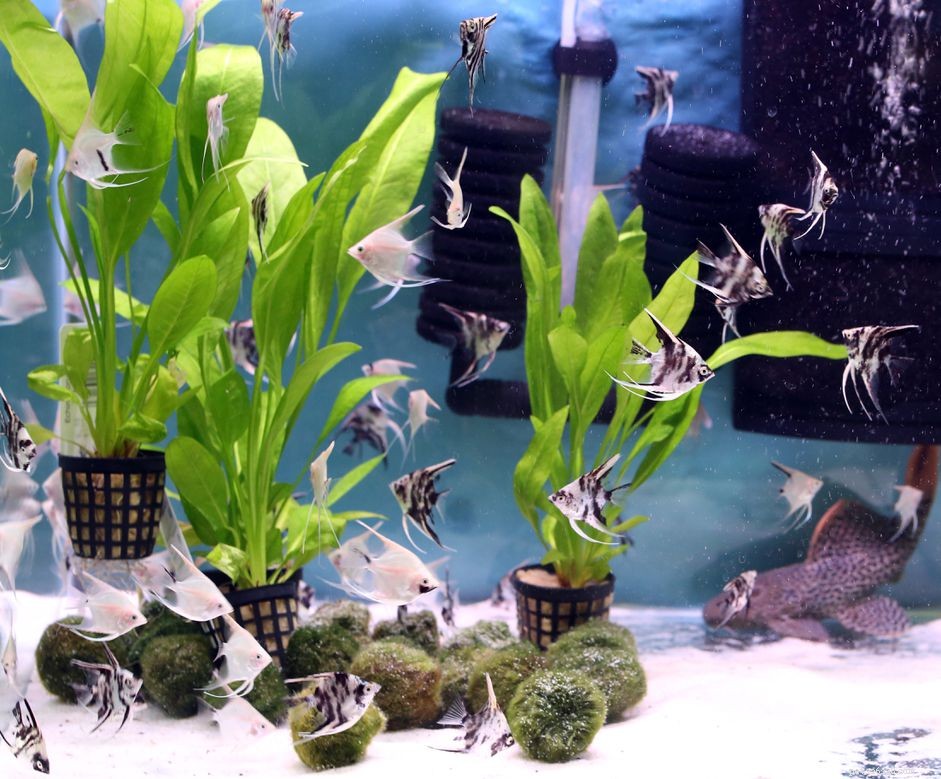 あなたの家の水族館で生きている植物を使用する 