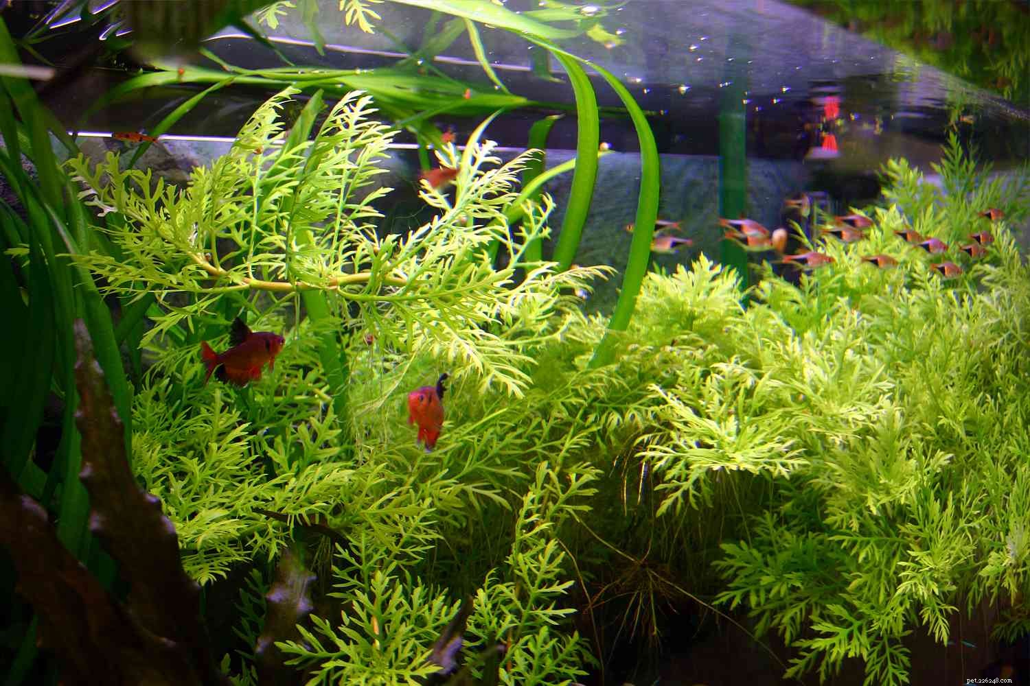 Usando plantas vivas em seu aquário doméstico