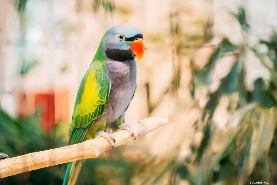 Parakeet derbyanský (Parakeet lorda Derbyho):Profil druhů ptáků