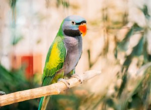 Дербийский попугай (попугай лорда Дерби):профиль видов птиц
