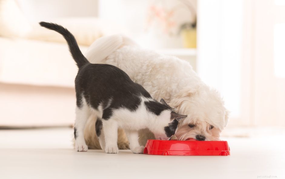 I gatti possono mangiare cibo per cani?