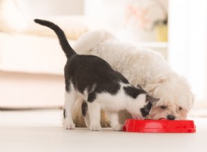 고양이가 개밥을 먹을 수 있습니까?