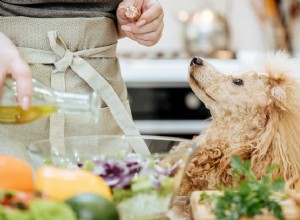 O azeite é bom para cães?