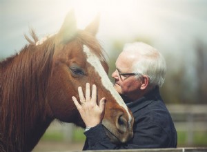Jak dlouho žijí koně?