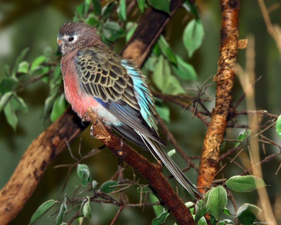 Paroušek Bourkes (papoušek):Profil druhů ptáků