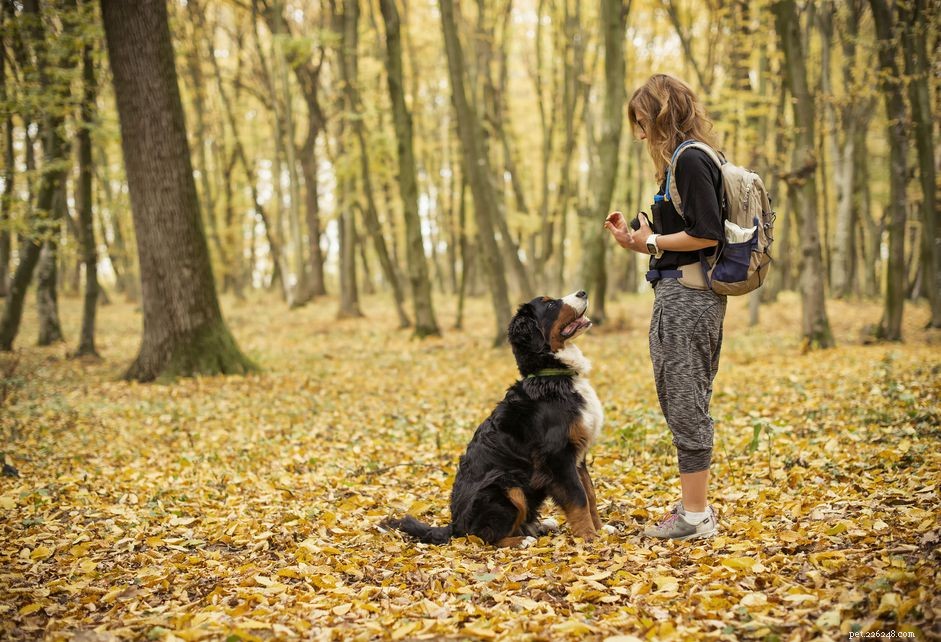10 nejlepších základních povelů pro výcvik psů