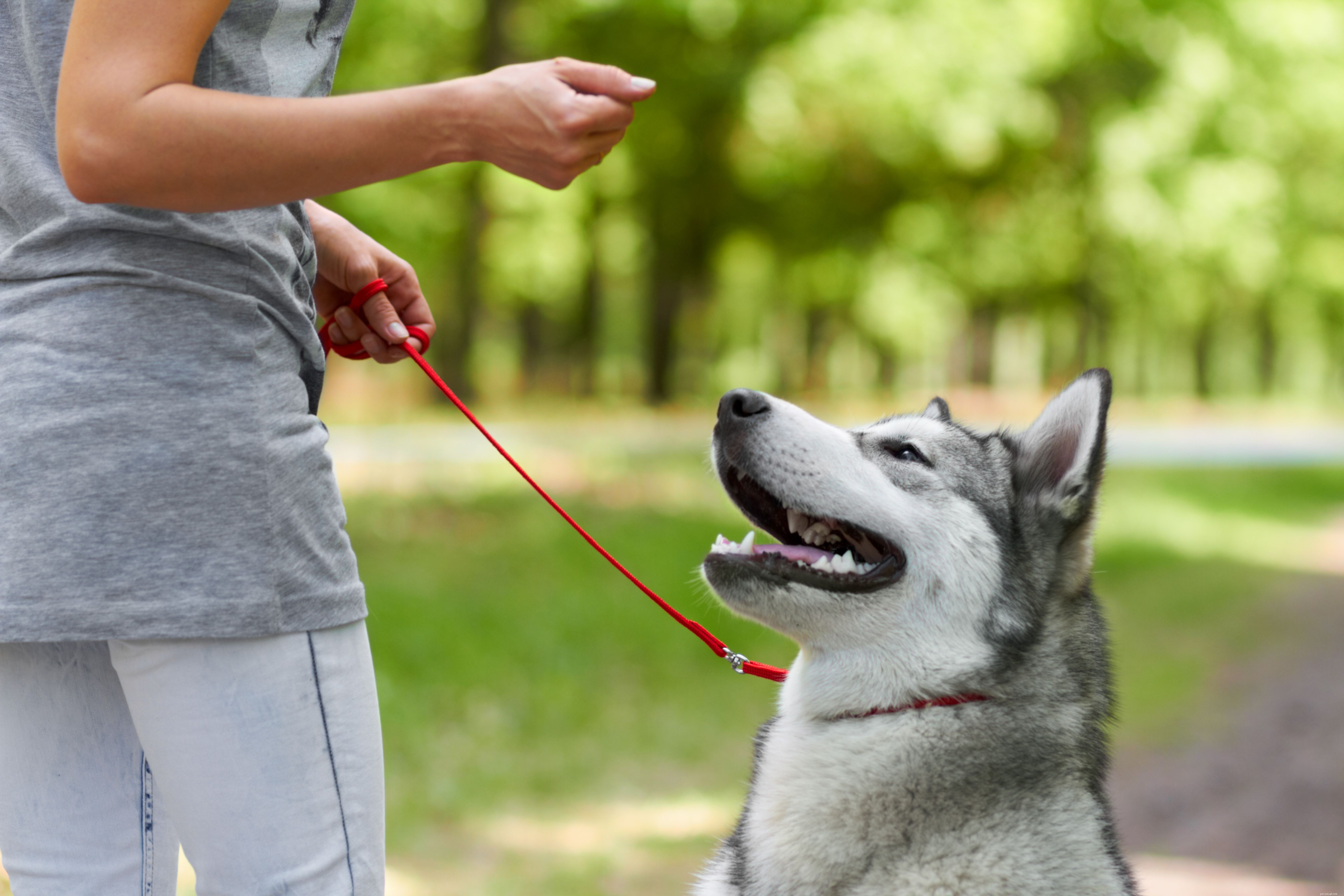 10 principais comandos básicos de adestramento de cães