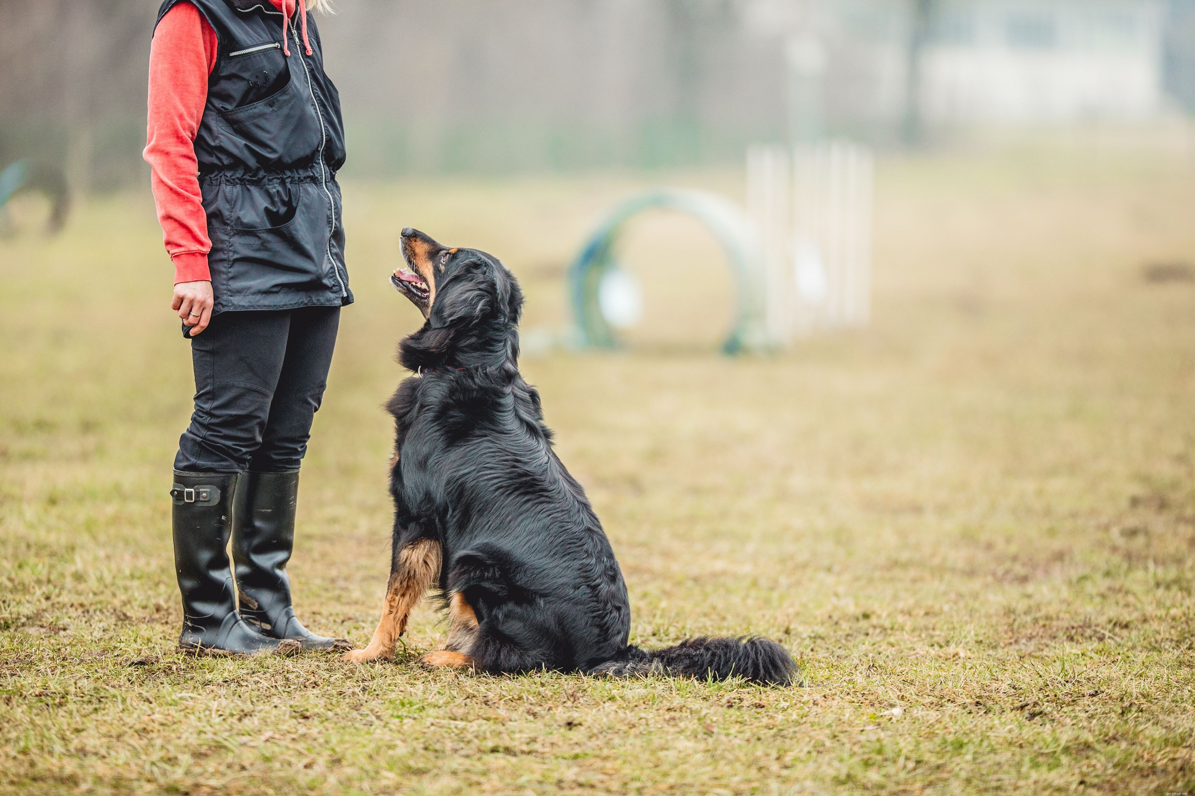 10 principais comandos básicos de adestramento de cães