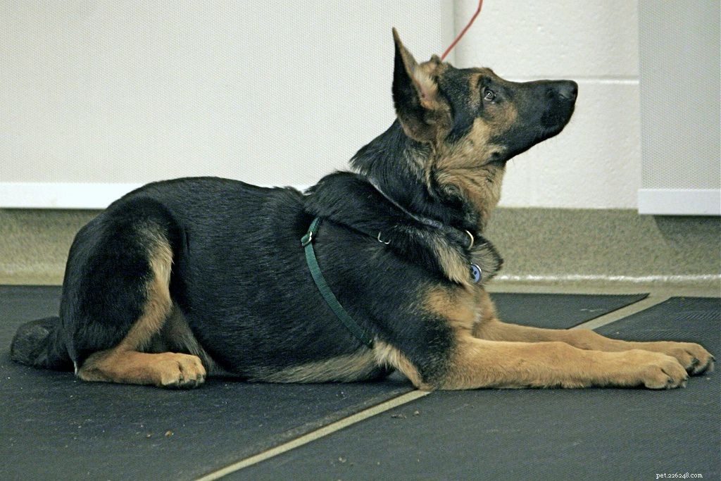 10 nejlepších základních povelů pro výcvik psů