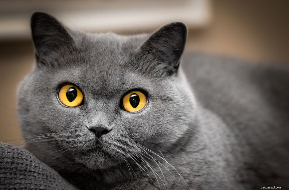 75 nomes de gatos cinza